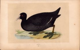 Coot Rev Morris Antique History of British Birds 170 Years-Old Engraving.