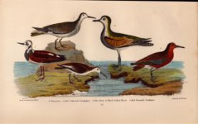 Alexander Wilson Rare American Birds Turnstone, Sandpiper, Plover-57.