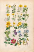 Sowerby Antique Buttercup, Crowfoot, Marigold, Hellebore, Columbine, Peony –2.