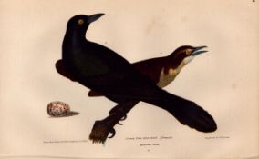 Alexander Wilson Rare American Birds Great Crow Blackbird Female-4.