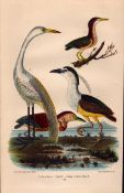 Alexander Wilson Rare American Birds Green Heron, Night Heron, Great White Heron-61.