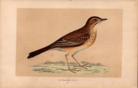 Richards Pipit Rev Morris Antique History of British Birds 170 Years-Old Engraving.