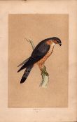 Merlin Rev Morris Antique History of British Birds 170 Years-Old Engraving.