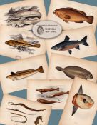 Job-Lot 10 Antique Johnathan Couch Fishes of The British Isles Engravings-7.