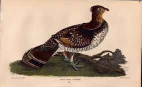 Alexander Wilson Rare American Birds Ruffed Grouse or Pheasant-49.