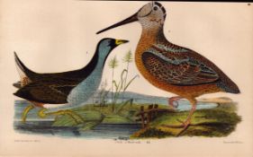 Alexander Wilson Rare Antique American Birds Woodcock, Rail, -46.