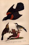 Alexander Wilson Rare American Birds Red-Winged Starling, Warbler, Red Poll-30.