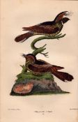 Alexander Wilson Rare American Birds Whip-Poor-Will Female-41.