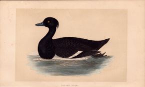Tufted Duck Rev Morris Antique History of British Birds 170 Years-Old Engraving.