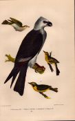 Alexander Wilson Rare American Birds Mississippi Kite, Tennessee Warbler, Kentucky-25.