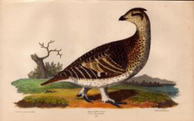 Alexander Wilson Rare American Birds Sharp-Tailed Grouse-19.