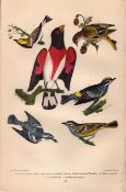 Alexander Wilson Rare American Birds Siskin, Grosbeak, Flycatcher-17.