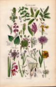 Sowerby Antique Illustration, Spurge, Willow, Orchis, Garlic, Cornish Chives, Lily-84.