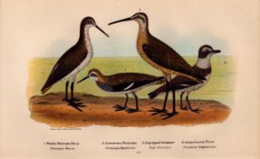 Alexander Wilson Rare American Birds Phalarope, Sandpiper, Plover-25.