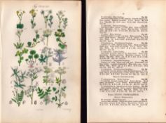 Sowerby Antique Saxifrage, Water Hemlock, Corn Parsley,-26--Set-2.