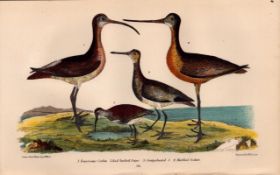 Alexander Wilson Rare American Birds Esquimaux Curlew, Snipe, Godwit-56.