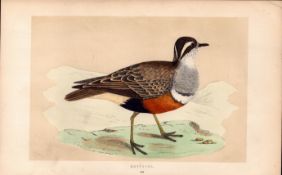 Dotterel Rev Morris Antique History of British Birds 170 Years-Old Engraving.
