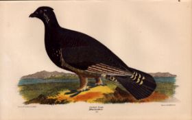 Alexander Wilson Rare American Birds Spotted Grouse 20.