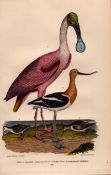Alexander Wilson Rare American Birds Roseate Spoonbill, Avoset, Plover-63.