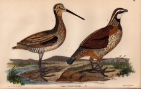 Alexander Wilson Rare American Birds Quail Or Patridge-46.