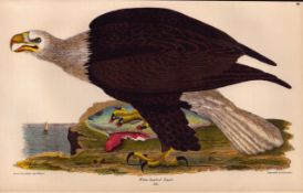 Alexander Wilson Rare American Birds Iconic White Headed Eagle -36.