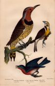 Alexander Wilson Rare American Birds Gold Woodpecker, Black Throated Bunting, Blue Bird-3.