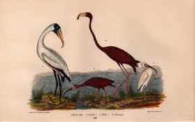 Alexander Wilson Rare American Birds Wood Ibis, Scarlet Ibis, White Ibis, Flamingo-66.