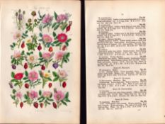 Sowerby Antique Cinnamon Rose, Irish Rose, Apple Rose, Sweet Briar, Dog Rose-21--Set-2.