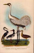 Alexander Wilson Rare American Birds Louisiana Heron, Pied Oyster-Catcher-64.