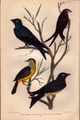 Alexander Wilson American Birds Chimney Swallow, Purple Martin, Connecticut Warbler-39.