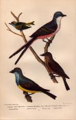 Alexander Wilson Rare American Birds Swallow Tailed, Arkansas Flycatcher-2.