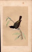 Marsh Tit Rev Morris Antique History of British Birds 170 Years-Old Engraving.