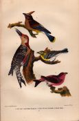 Alexander Wilson Rare American Birds Red Bellied Woodpecker Flycatcher-7.