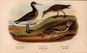 Alexander Wilson Rare American Birds Phalarope, Sandpiper, Plover-24.