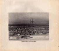 Harp Seals Taking to the Floe Ice Rare Limited-Edition Antique Print-35.