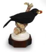 Albany Blackbird By David Burnham Smith