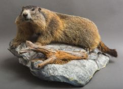 Präparat eines Murmeltiers