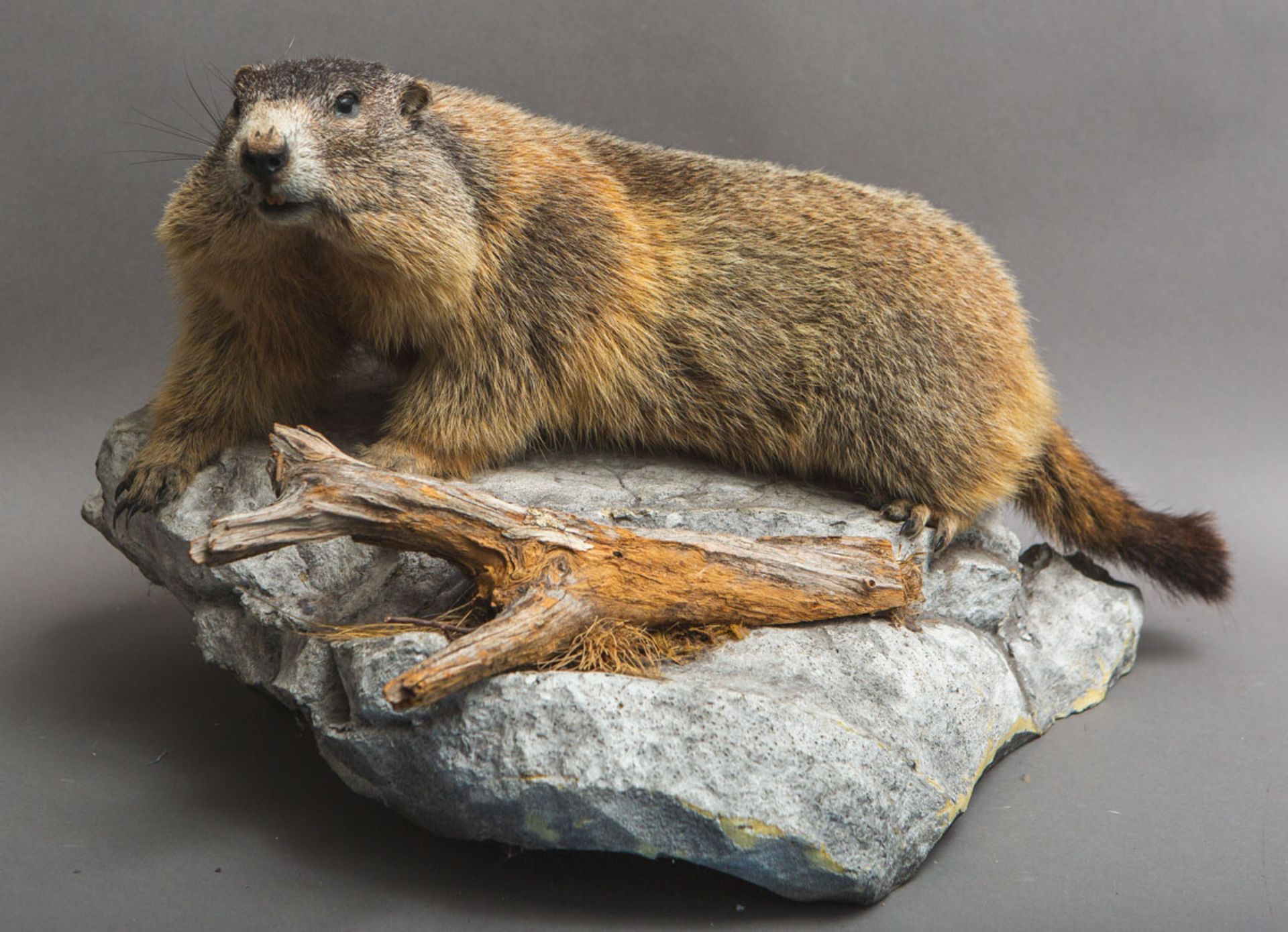 Präparat eines Murmeltiers