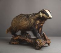 Präparat eines Dachses