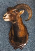 Wandfertiges Präparat eines Mufflons
