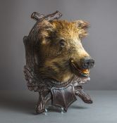 Präparat des Kopfes einer Wildsau