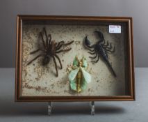 Diorama / Schaukasten