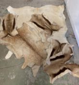 Six raw hide rigs, various sizes (Largest 210cm)