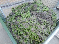 1 x Stillage New Unissued British Army Woodland Camo Net