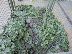 1 x Stillage New Unissued British Army Woodland Camo Net