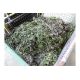 1 x Stillage British Army Grade A Woodland Camo Net - Image 1 of 2
