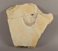 Schwimmkrebs-Fossil, Solnhofen, ca. 100 Mio Jahre alt