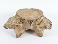 Mammut-Wirbelknochen, Pleistozän