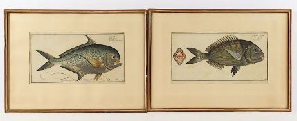 Zwei Fische, Stiche, R.
