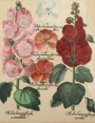 Stockrosen, Hortus, R.